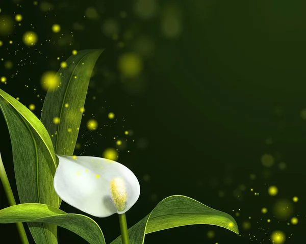 Weiße Calla-Lilien auf dunklem Hintergrund mit Bokeh-Effekt — Stockfoto