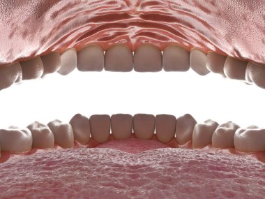 Human oral cavity. Inside an open mouth. Jaw with teeth inside view. Healthy teeth. Dental care and orthodontic concept. 3D rendering clipart
