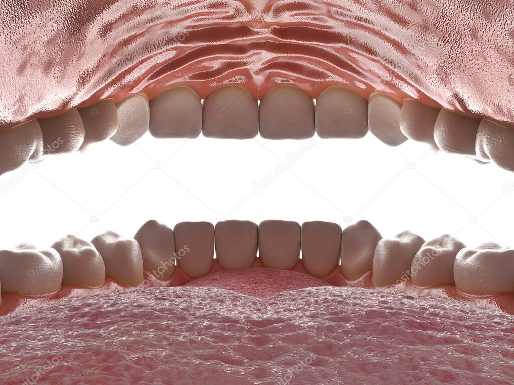 Human oral cavity. Inside an open mouth. Jaw with teeth inside view. Healthy teeth. Dental care and orthodontic concept. 3D rendering