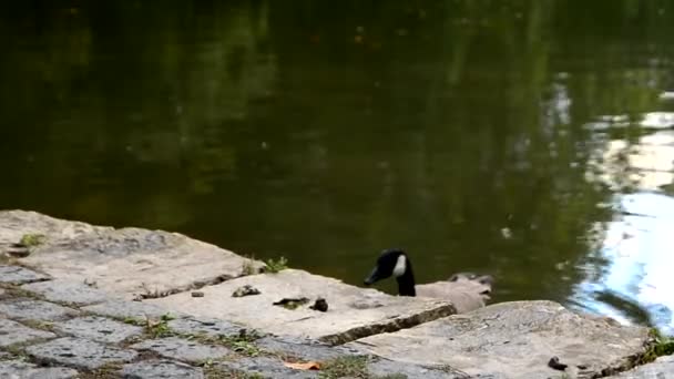 Canada Goose skoky v rybníku. — Stock video