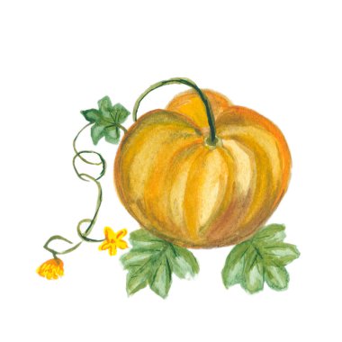 beyaz arkaplanda kabak.