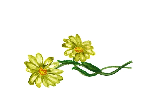 Σύνθεση λουλούδι χαμομήλι που απομονώνονται σε λευκό φόντο — Φωτογραφία Αρχείου