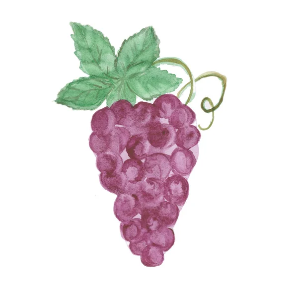 Cacho de uvas isolado no fundo branco — Fotografia de Stock