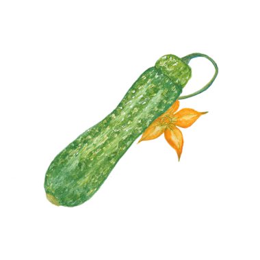 Taze kabak beyazda izole edilmiş.