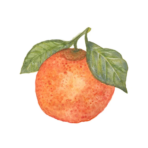 흰색으로 분리 된 오렌지 — 스톡 사진