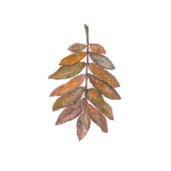 Autumn ashberry ilustração — Fotografia de Stock