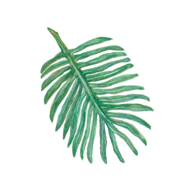 Folha de palma vegetação tropical . — Fotografia de Stock