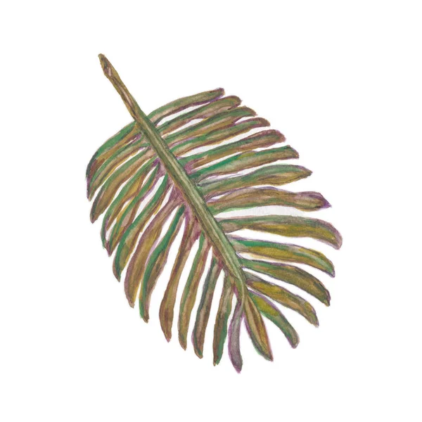Liść palmowy tropikalnej zieleni. — Zdjęcie stockowe