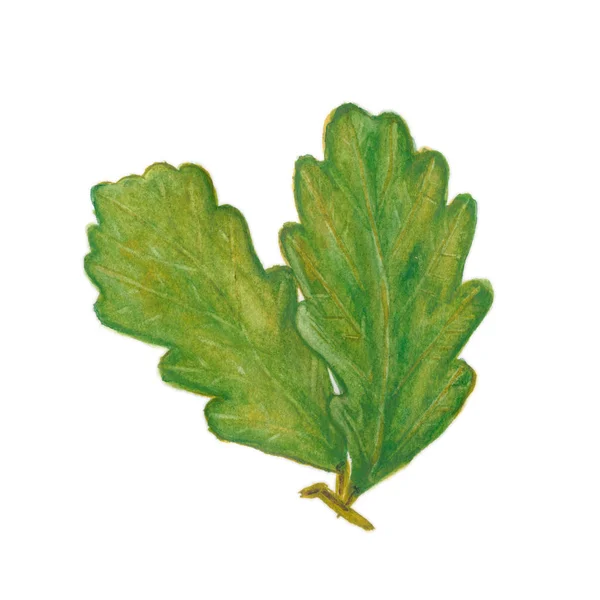 Eichenblätter grün — Stockfoto