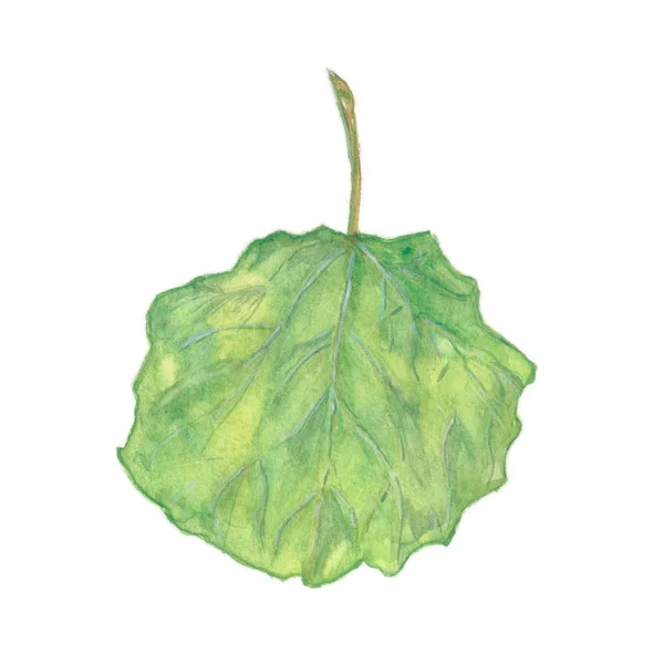 Άσπεν φύλλο πράσινο — Φωτογραφία Αρχείου