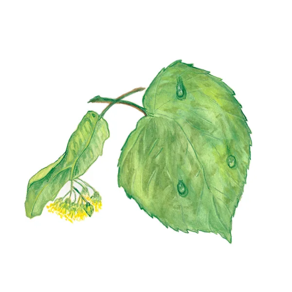 Φύλλα ενός Φιλύρα με ένα λουλούδι ενός Φιλύρα — Φωτογραφία Αρχείου