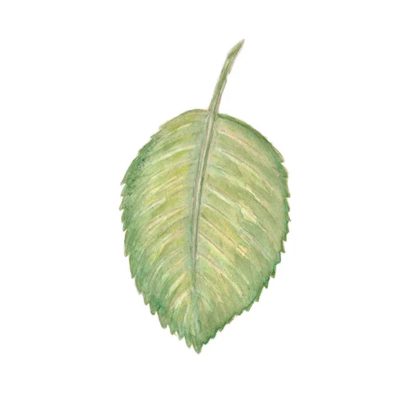 Verdura Alber Leaf — Fotografia de Stock