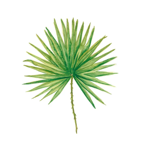 Palm leaf τροπική βλάστηση. Εικόνα Αρχείου