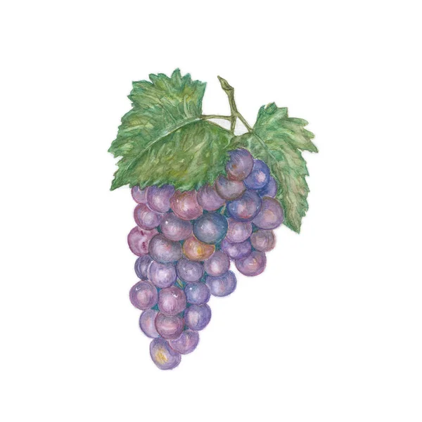 Cacho de uvas isolado no fundo branco Fotos De Bancos De Imagens