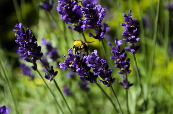 Arı çiçek pollinating lavanta