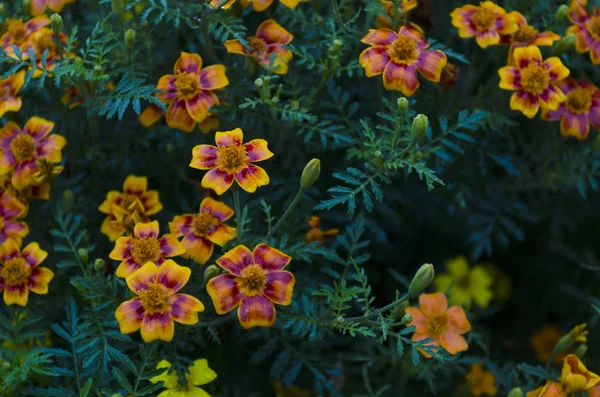 Meksika kadife çiçeği çiçek