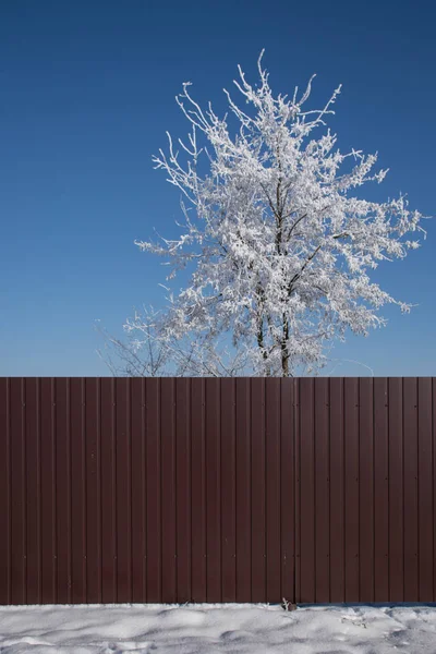 Landscape of sunny winter morning. Tree in frost. Colors and geometry in the landscape