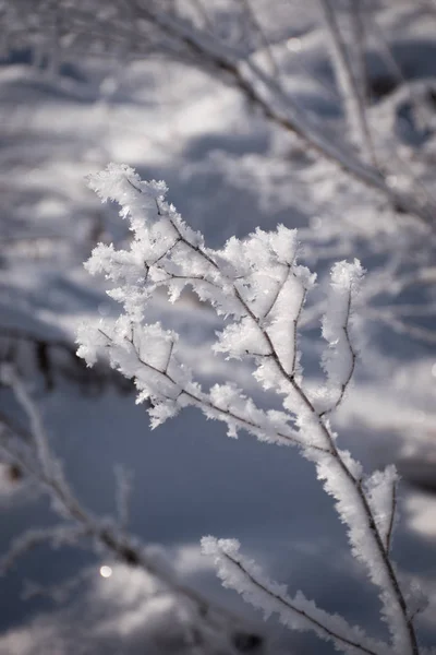 Día Helado Invierno Hierba Helada Está Cubierta Nieve —  Fotos de Stock