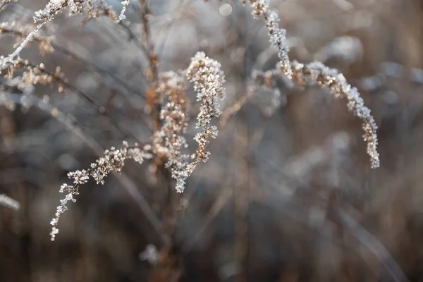 Hoarfrost Las Plantas Una Helada Que Comienza Descongelarse —  Fotos de Stock