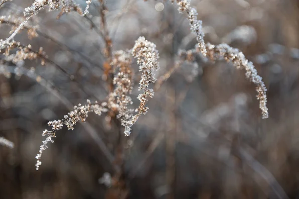 Hoarfrost Növényeken Egy Rekedt Fagy Ami Olvadni Kezd — Stock Fotó