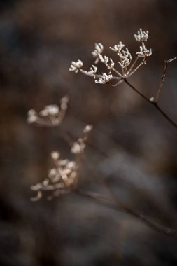 Bitkileri istifle. Buzlar erimeye başlayan bir buzuldur