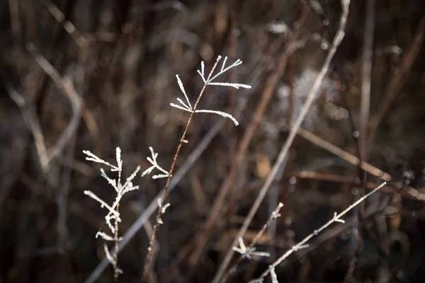 Hoarfrost Növényeken Egy Rekedt Fagy Ami Olvadni Kezd — Stock Fotó