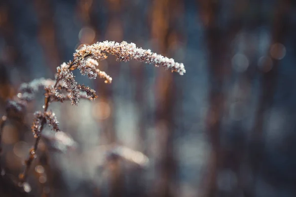 Hoarfrost Növényeken Egy Rekedt Fagy Ami Olvadni Kezd — Stock Fotó