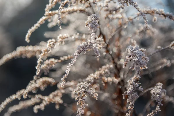 Hoarfrost Fábricas Uma Geada Que Começa Descongelar — Fotografia de Stock