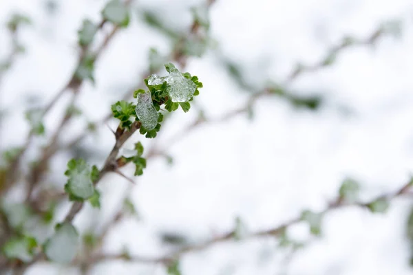Frío Día Primavera Nieve Yace Los Riñones Arbustos Grosella —  Fotos de Stock