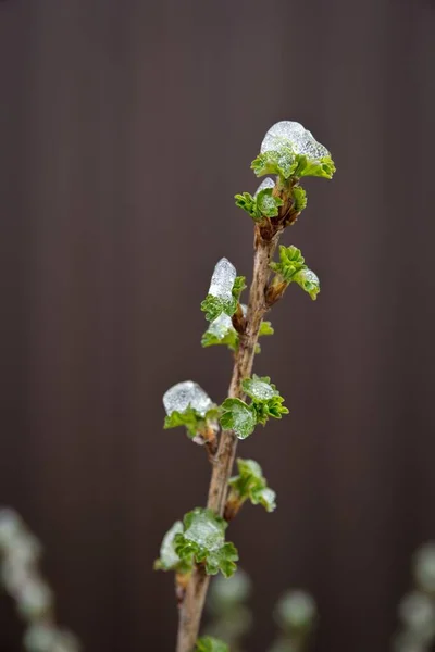 Frío Día Primavera Nieve Yace Los Riñones Arbustos Grosella —  Fotos de Stock