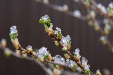 Soğuk bahar günü, üzümlü çalılarda kar yatar.