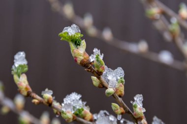 Soğuk bahar günü, üzümlü çalılarda kar yatar.