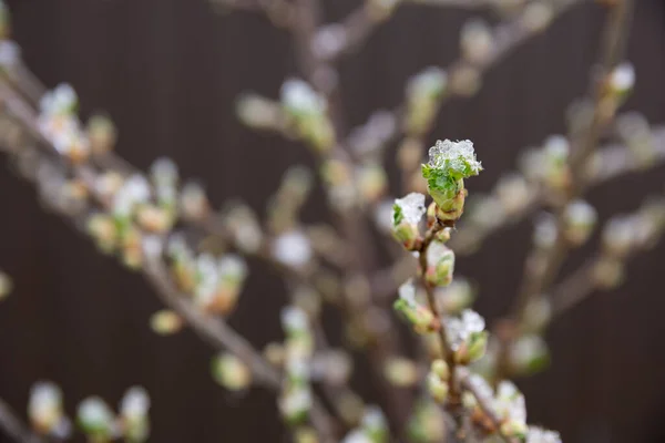 Frío Día Primavera Nieve Yace Los Arbustos Grosella —  Fotos de Stock