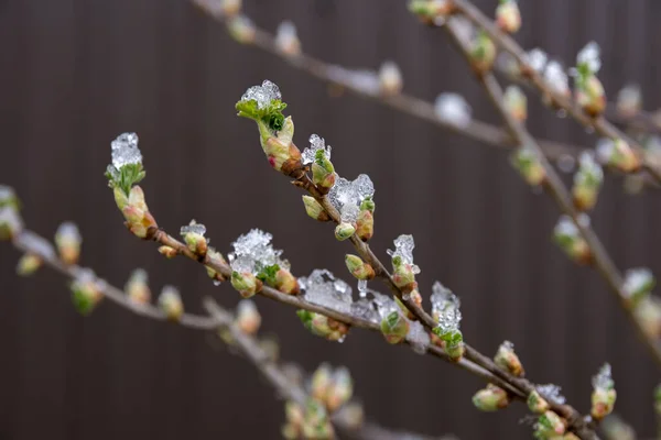 Frío Día Primavera Nieve Yace Los Arbustos Grosella —  Fotos de Stock