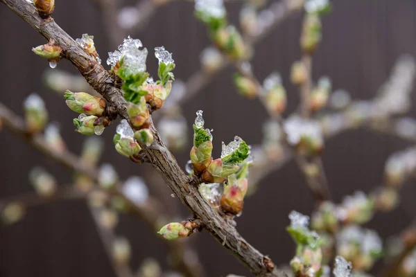 Frío Día Primavera Nieve Yace Los Arbustos Grosella —  Fotos de Stock