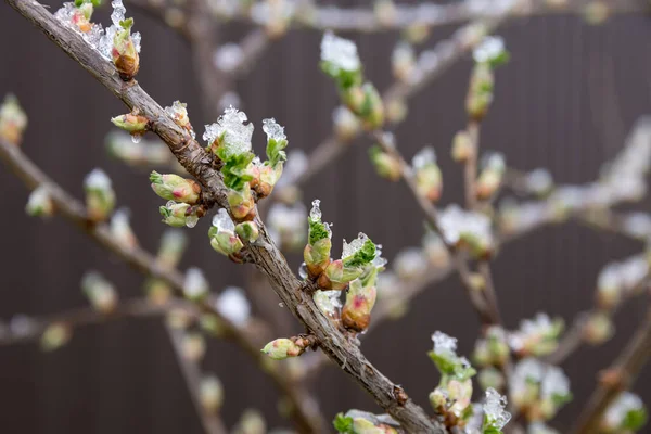 Frío Día Primavera Nieve Yace Los Arbustos Grosella —  Fotos de Stock