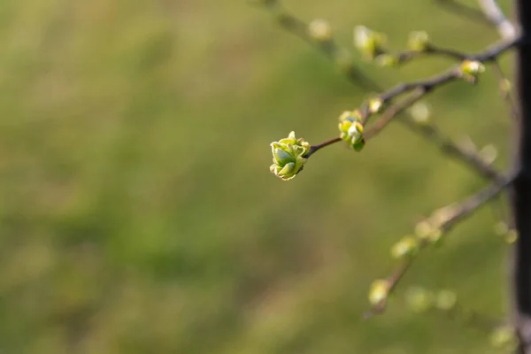 Primavera Rami Mela Cotogna Con Boccioli Verdi Gentile Illuminazione Serale — Foto Stock