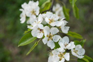 Bahar geldi. Yeşil arka planda çiçek açan armutların dalları