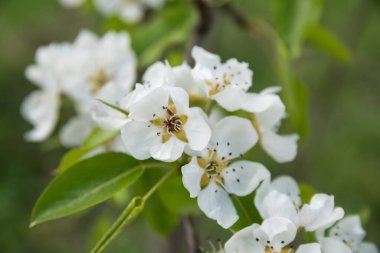 Bahar geldi. Yeşil arka planda çiçek açan armutların dalları