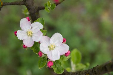 İlkbahar. Yeşil arka planda çiçek açan elma ağaçları.