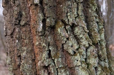 Yosun kaplı meşe kabuğunun arka planı