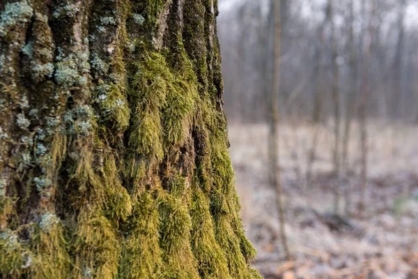 Yosun kaplı meşe kabuğunun arka planı