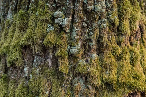 이끼로 나무껍질의 — 스톡 사진