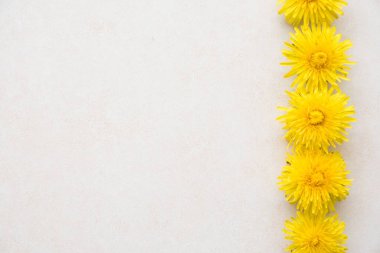 Sarı karahindibalar açık dokulu yüzeyde yatar. Düğün kartı. Düz yatış, üst görünüm