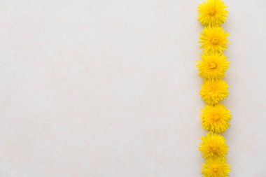 Sarı karahindibalar açık dokulu yüzeyde yatar. Düğün kartı. Düz yatış, üst görünüm