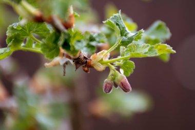 Bir çalılığın dalı, üzümler, üzümler, hidrat. Çiçek açan çalılar, çiçekler koyu kırmızıdır. Arkaplan kahverengi.