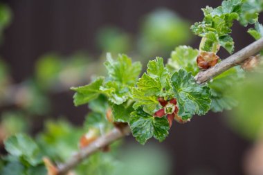 Bir çalılığın dalı, üzümler, üzümler, hidrat. Çiçek açan çalılar, çiçekler koyu kırmızıdır. Arkaplan kahverengi.