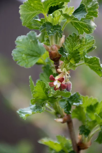 Bir çalılığın dalı, üzümler, üzümler, hidrat. Çiçek açan çalılar, çiçekler koyu kırmızıdır. Arkaplan kahverengi.