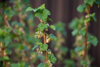 Çalı üzümlerinin dalları. Çiçek açan çalılar, çiçekler mordur. Arkaplan kahverengi.