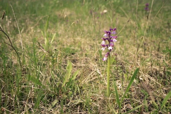 Sur Fond Prairies Verdoyantes Fleurissant Fleurs Violettes Sauvages Orchis Mascula — Photo
